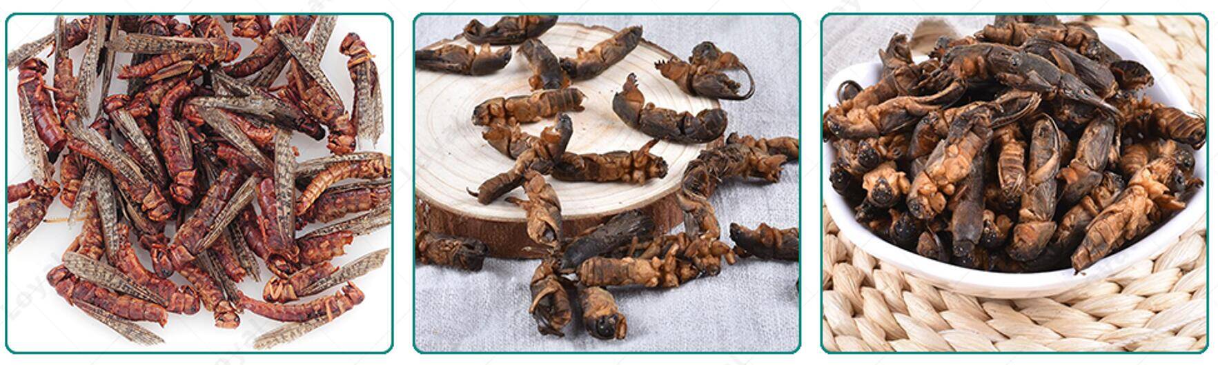Microwave Grasshopper Locust Dehydration sample