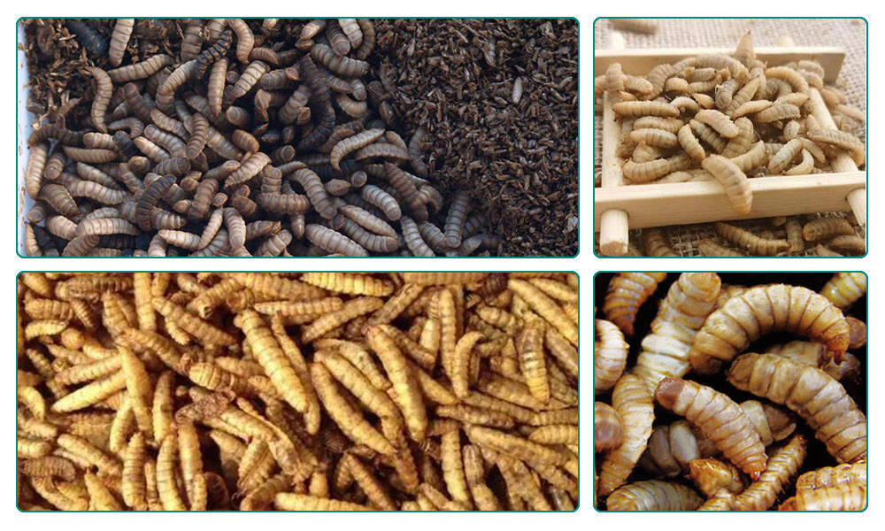 Black Soldier Fly Larvae of Industrial Conveyor Belt Type Microwave Oven Picture