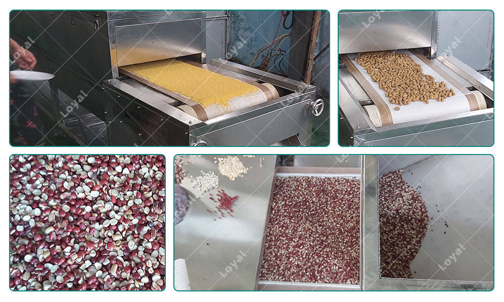 Test of Tunnel Microwave Drying Sterilizing Machine for Grain Millet Mung Beans Buckwheat Red Beans in Customer‘s Workshop