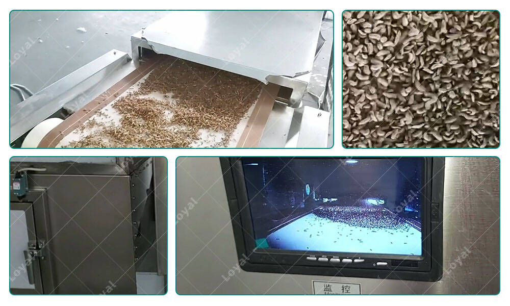 Test of Industrial Conveyor Belt Type Microwave Oven For Black Soldier Fly Larvae in Customer‘s Workshop