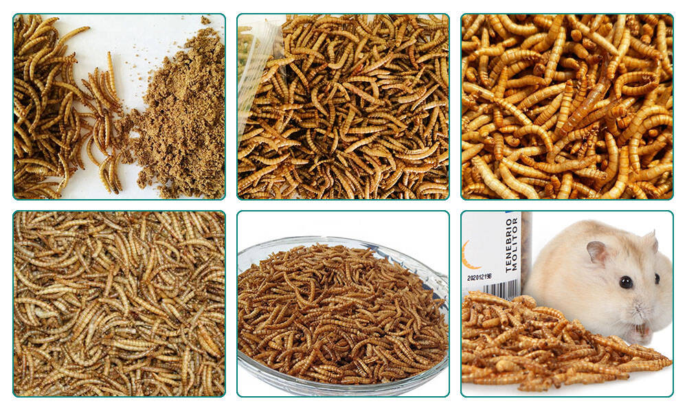 Sample Tenebrio Mealworm Insect of Microwave Drying Sterilization Machine