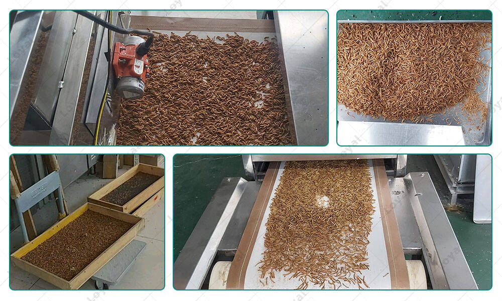 Test of Tenebrio Mealworm Insect Microwave Drying Sterilization Machine in Customer‘s Workshop