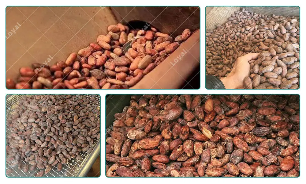 Sample of Cocoa Beans Microwave Drying Machine