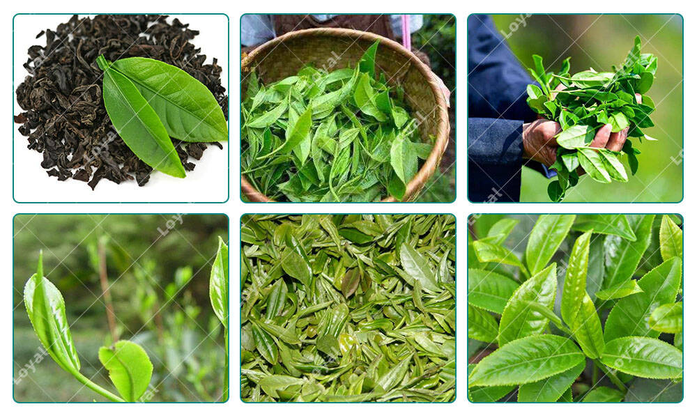 Herbs Leaves Tea of Industrial Belt Type Microwave Dryer Microwave Drying Machine 