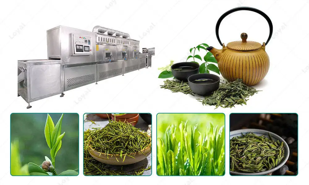 Industrial Belt Type Microwave Dryer Microwave Drying Machine For Herbs Leaves Tea processing in manufacturer
