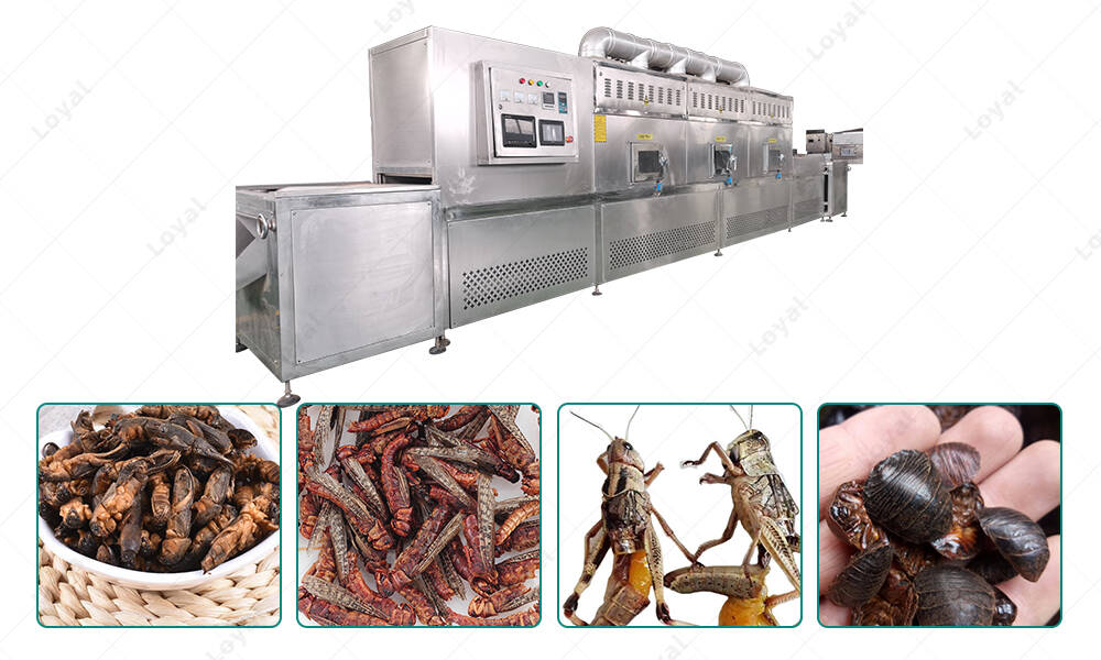 Application Of Industrial Microwave Grasshopper Locust Dehydration equipment